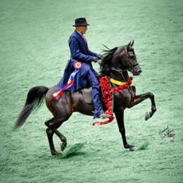 2024 U.S. National Champion Purebred English Pleasure Futurity