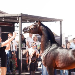 Conspiracy OHS at the 2025 Scottsdale Arabian Horse Show