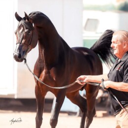 Conspiracy OHS at the 2025 Scottsdale Arabian Horse Show