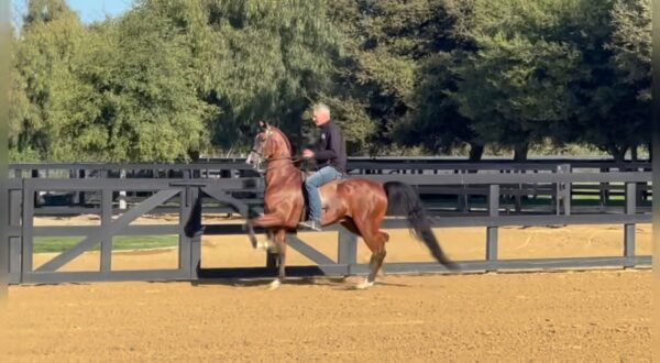 Super fancy Half-Arabian Gelding available. Call/Text Jim Lowe 805.444.8583 for details.