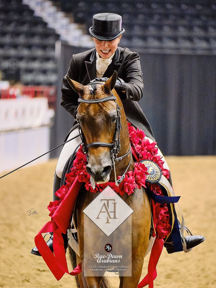 🌹 ELECTRIC HEIR 🌹 Unanimous Canadian National Champion Arabian Show Hack Adult Amateur shown by…