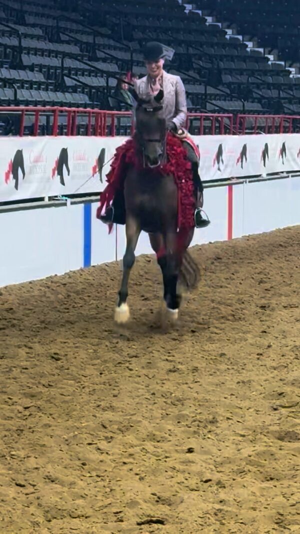 🌹 ELECTRIC HEIR 🌹 Now a 2 Time Canadian National Champion shown by owner Melanie…