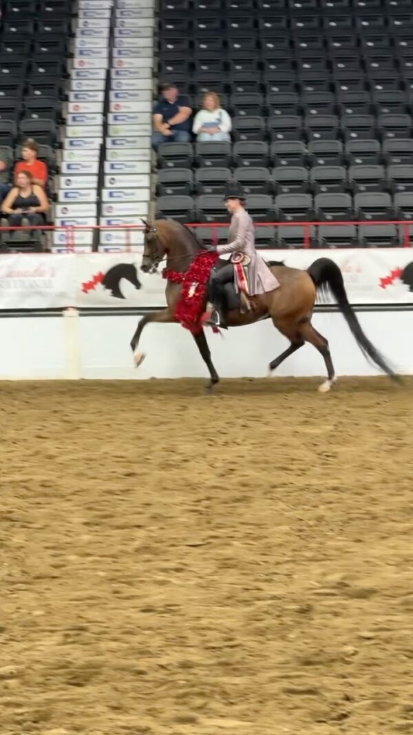 🌹 ELECTRIC HEIR 🌹 Earning his THIRD Canadian National Championship with owner Melanie Ronen. 🙌