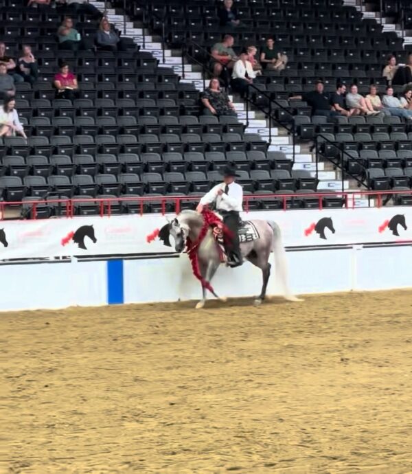 🌹 MOONSHADOW PGA 🌹 Canadian National Champion Arabian Western Pleasure Open shown by Jim Lowe…
