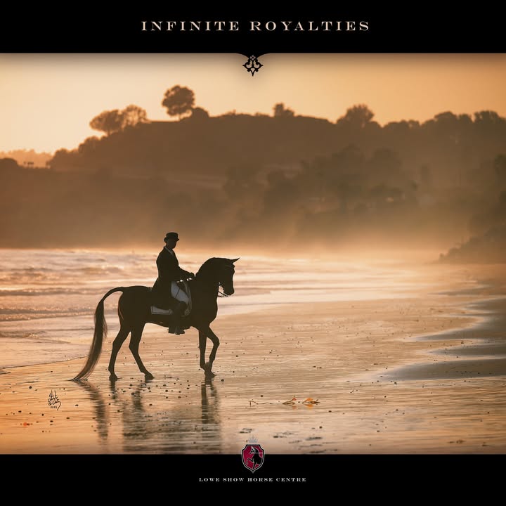 INFINITE ROYALTIES Sired by VJ Royal Heir and out of Infinity CSP, INFINITE ROYALTIES is…