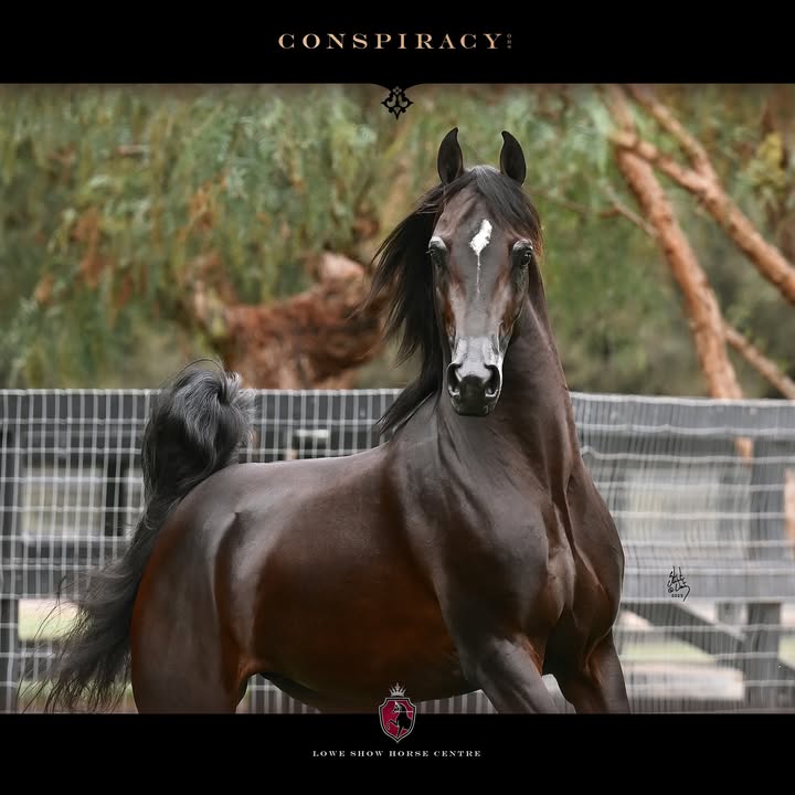 2024 Unanimous National Champion CONSPIRACY OHS Sired by National Champion Barcelona BF and out of…
