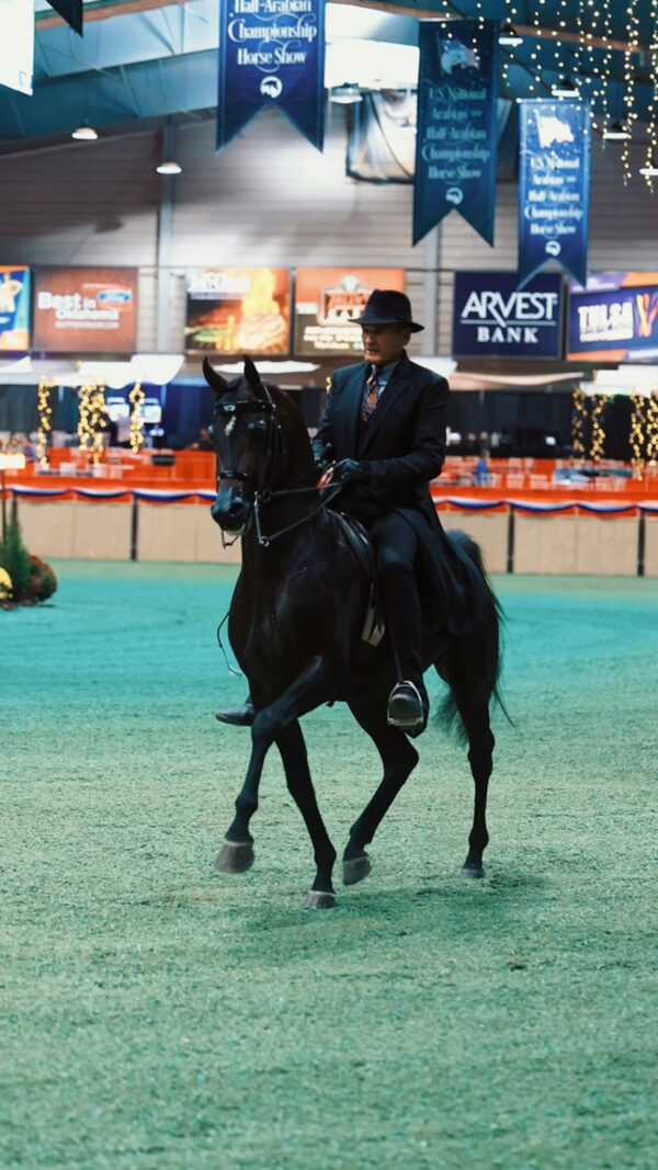 Video by Lowe Show Horse Centre