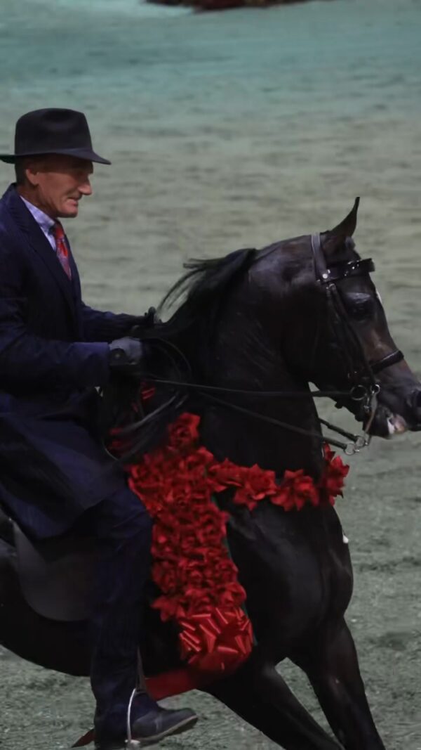 Video by Lowe Show Horse Centre