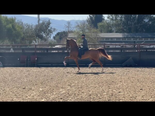 ATOMICC BLONDE (Im A Lucky Charm x Vendettaa +/) 2021 Half Arabian mare Available in…