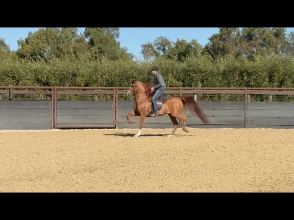 A Skyes the Limit (Skyehawkk x A Lasting Love VF) 2015 chestnut gelding Available in…