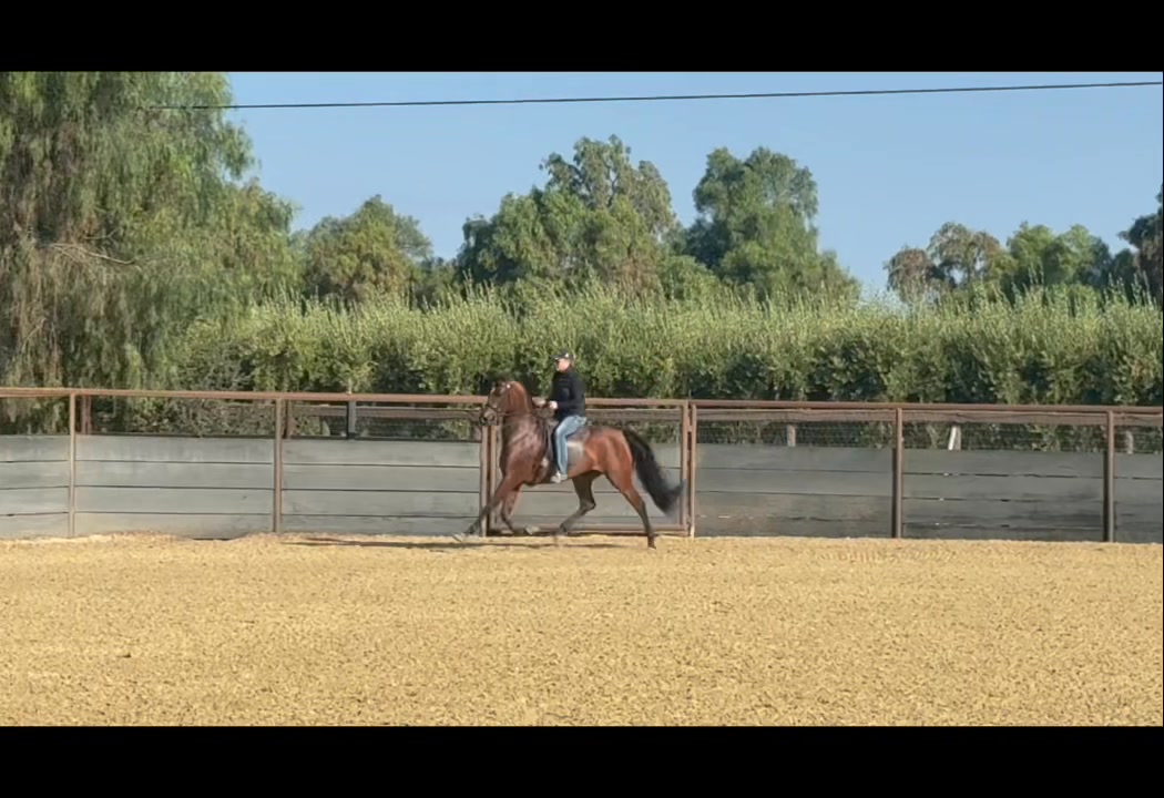 Lowe Show Horse Centre