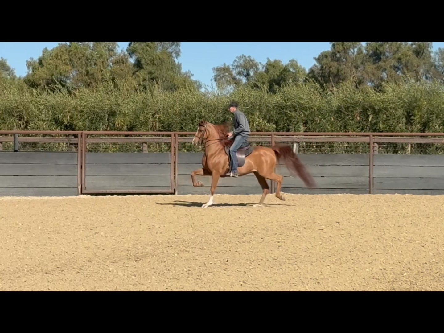 Lowe Show Horse Centre