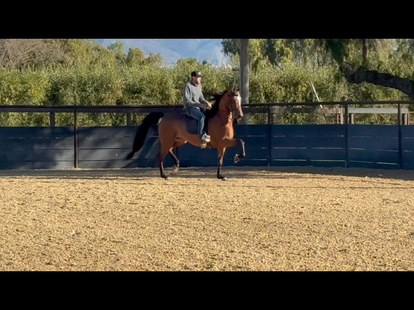 Lowe Show Horse Centre