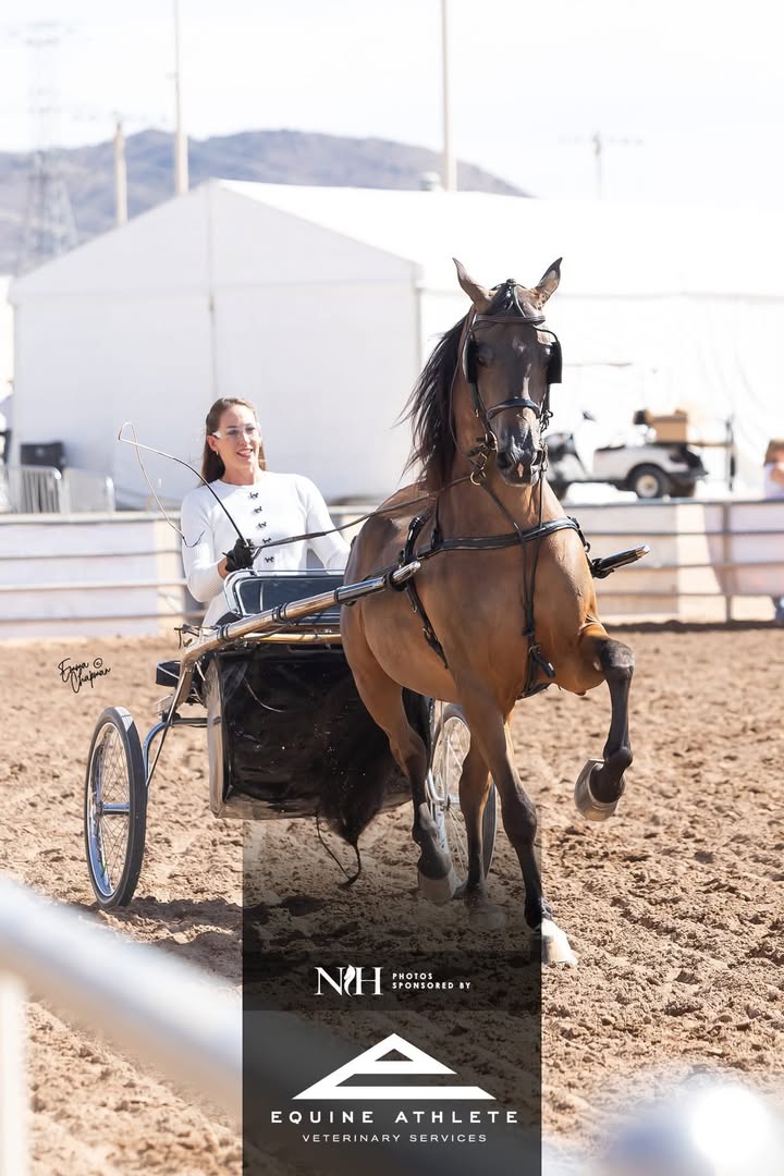 Lowe Show Horse Centre