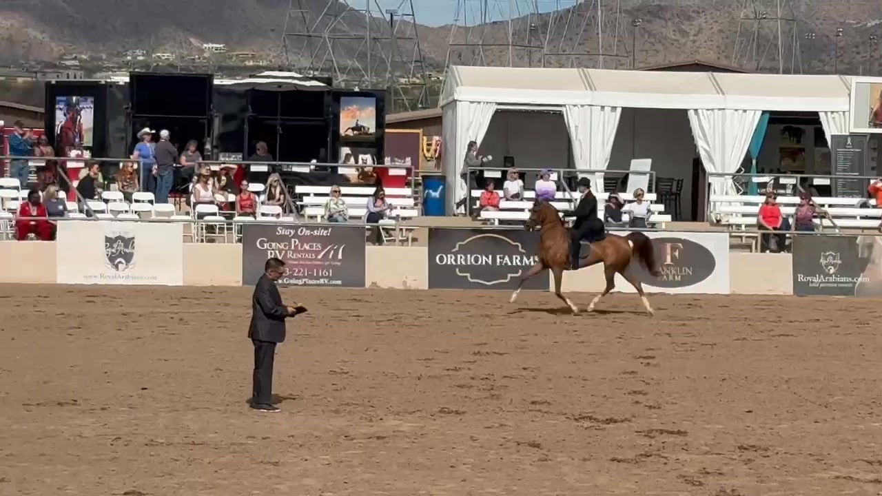 Lowe Show Horse Centre